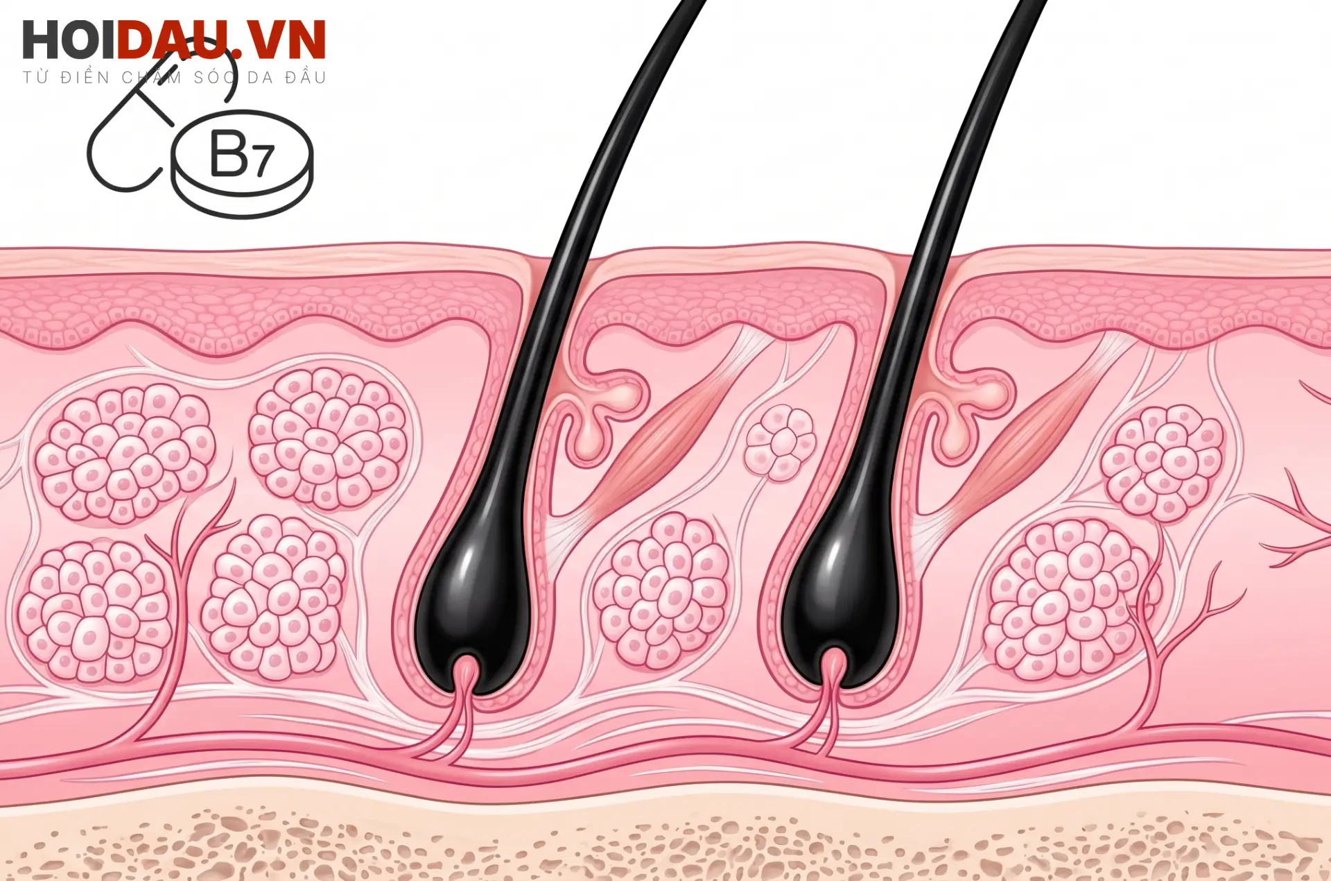 Tác dụng của Biotin đối với Nang tóc